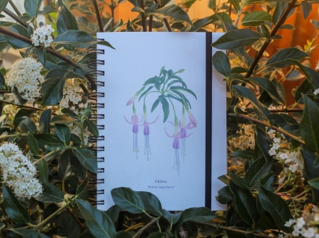 Cuaderno Fuschia Magellanica